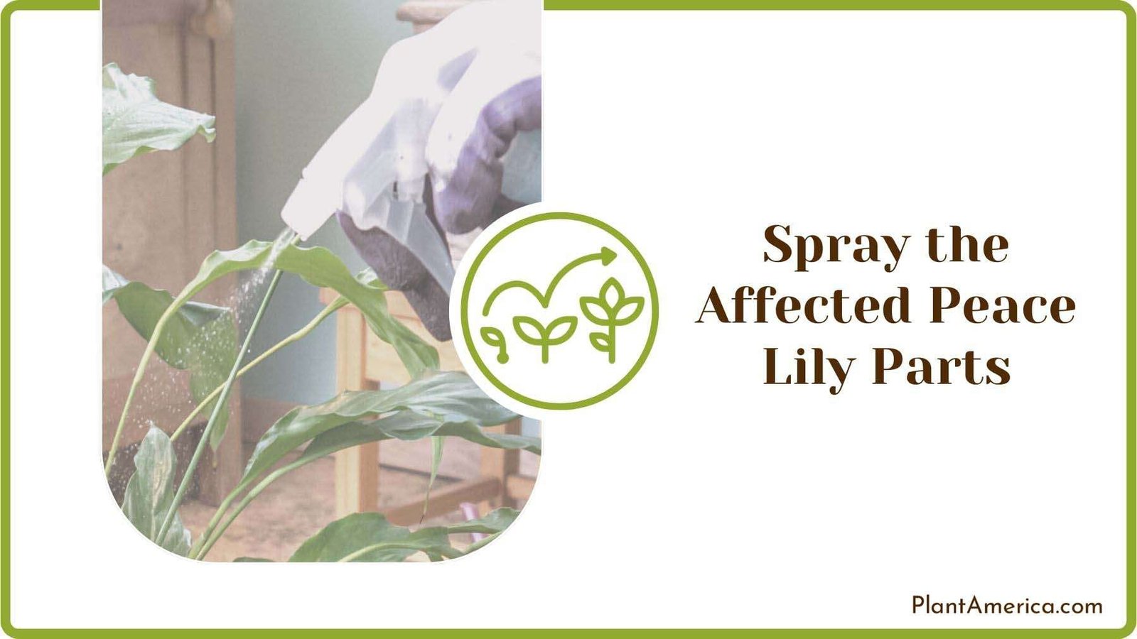 Spraying Affected Peace Lily Parts PlantAmerica