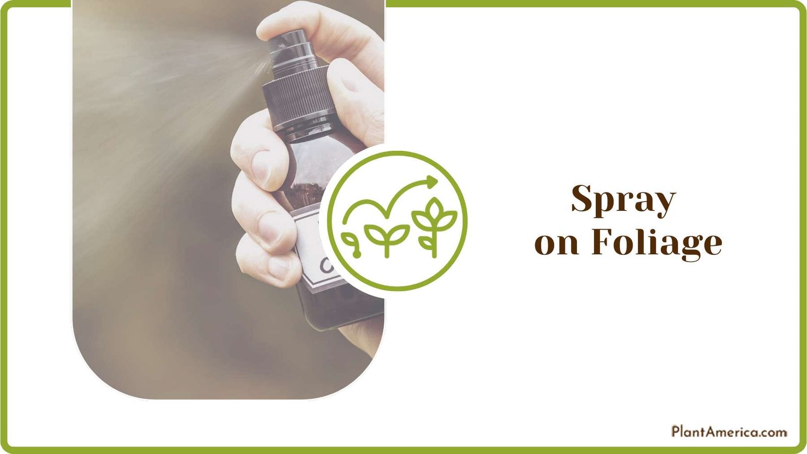 Spraying Oil on the Foliage Plant America