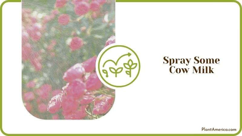 Spraying Plant with Cow Milk Plant America