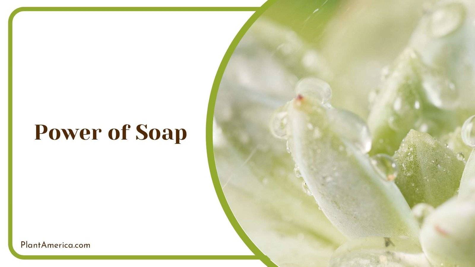 Spraying Soap on Succulents Plant America