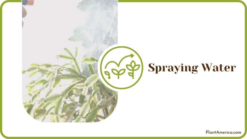 Spraying the Plant with Water Plant America