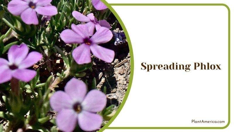 Spreading Phlox Plant America