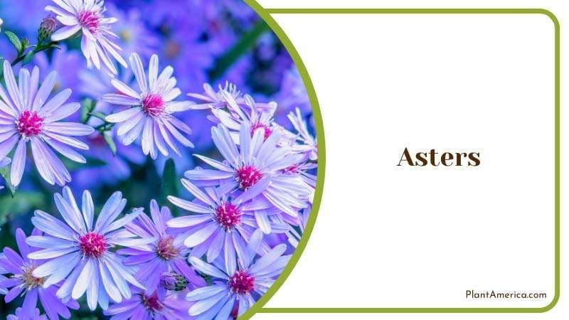 Spring Asters in the Garden Plant America