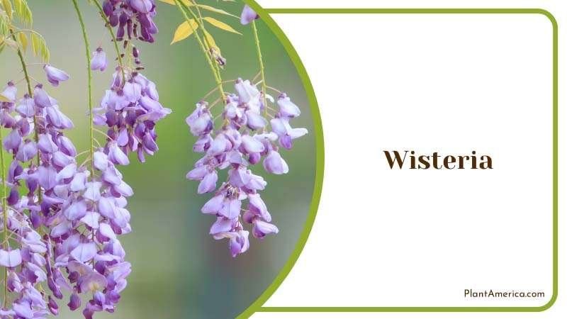 Spring Flowers Wisteria Plant America Spring Flowers Wisteria Plant America