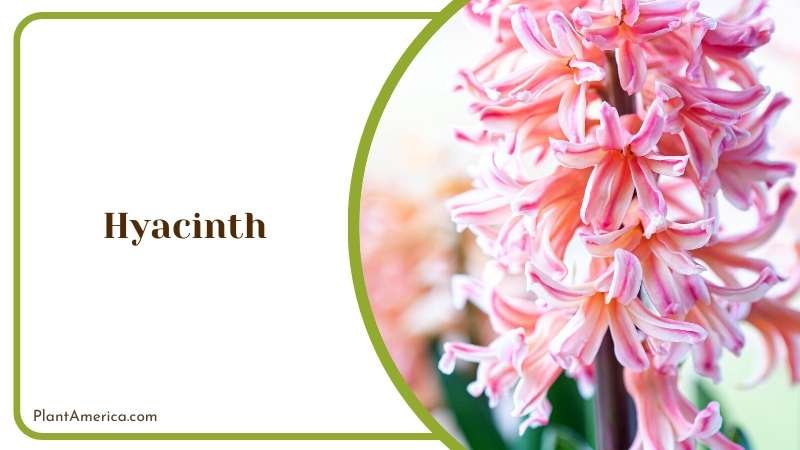 Spring Hyacinth in Light Pastel Colour Plant America
