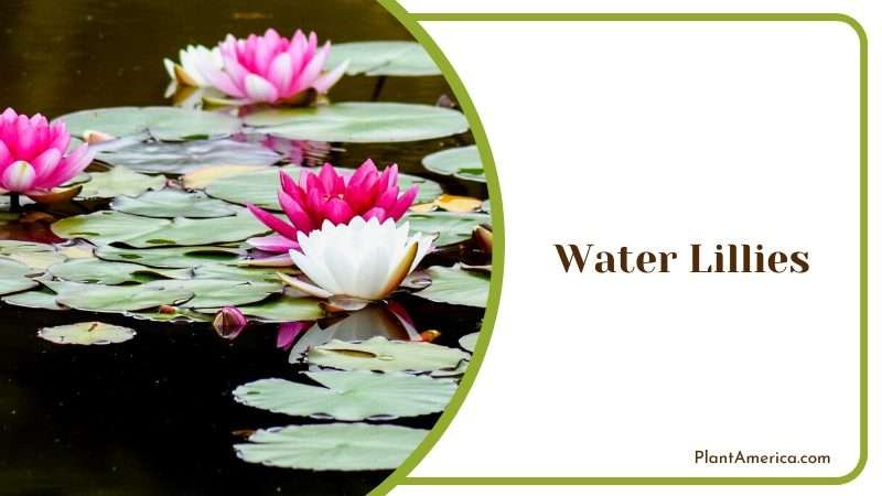 Spring Season Water Lilies Plant America