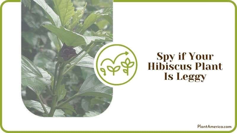 Spy if Your Hibiscus Plant Is Leggy Plant America