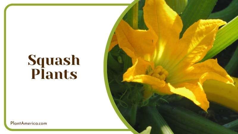 Squash is very much similar to pumpkins Plant America