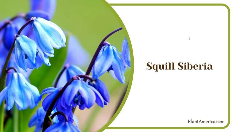 Squill Siberia Spring Beauty Plant America