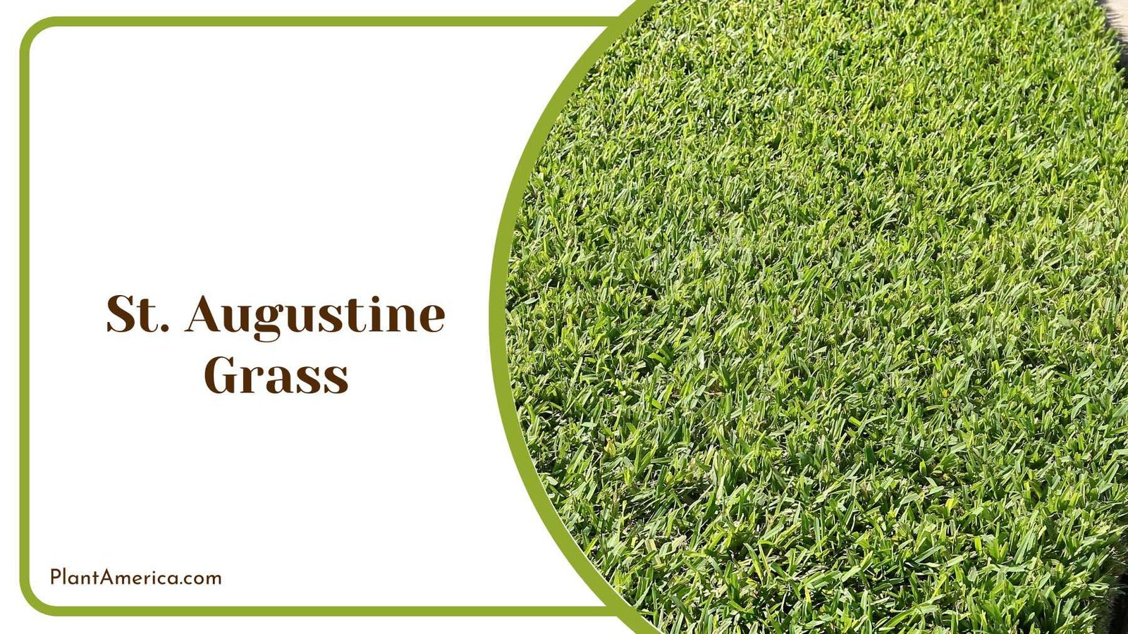 St Augustine Grass Plant America