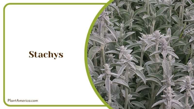 Stachys Aesthetic Features PlantAmerica