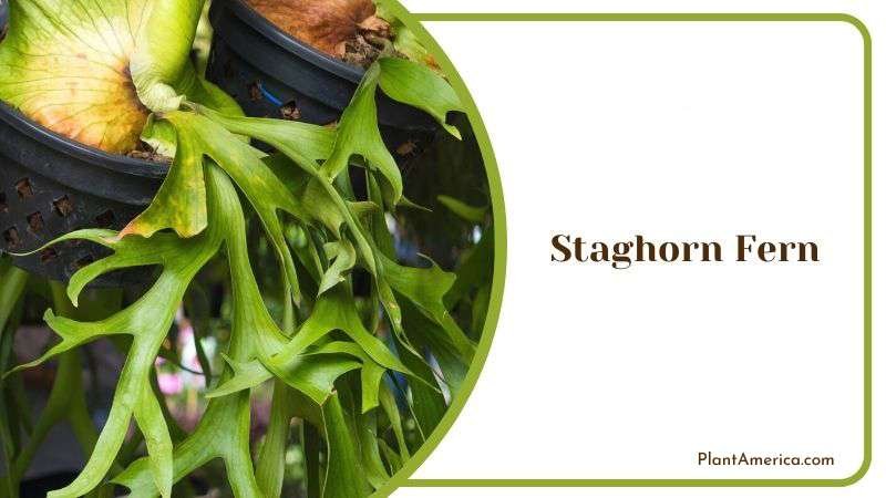 Staghorn Fern in Shower Plant America
