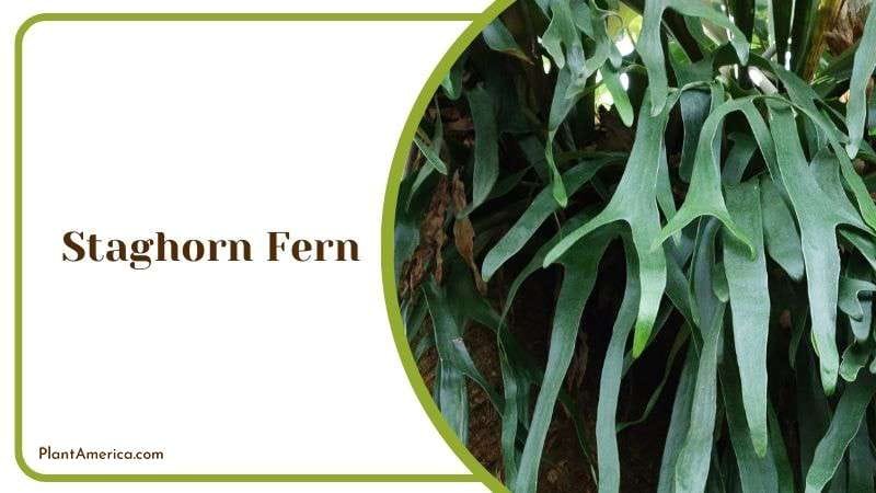 Staghorn Fern proper Description Plant America