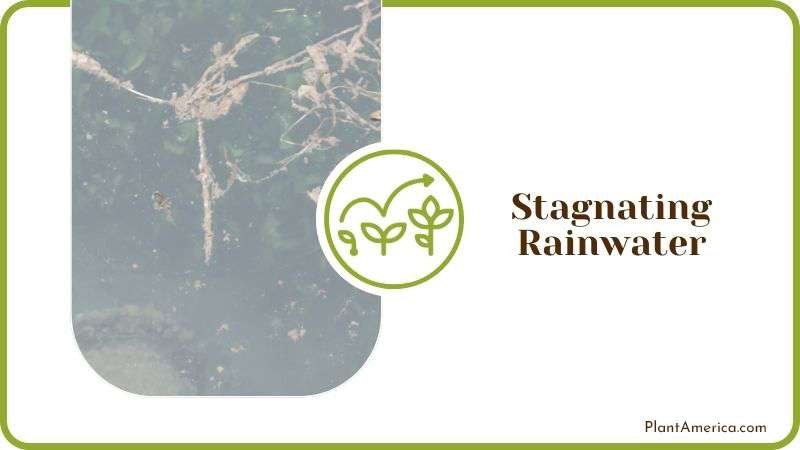 Stagnating Rainwater Plant America Stagnating Rainwater Plant America