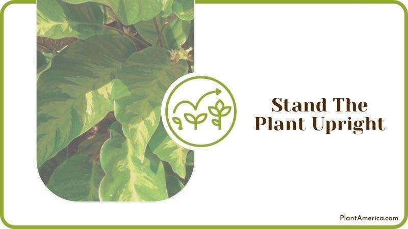 Stand The Plant Upright ~ PlantAmerica