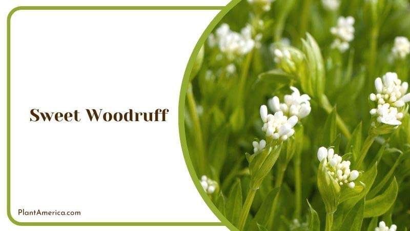 Star Shaped Flowers of Sweet Woodruff