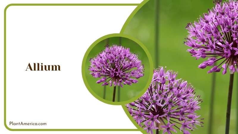 Star Shaped Purple Allium Flowers Plant America