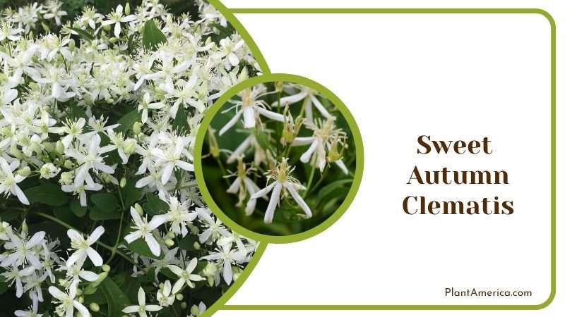Starry Creamy White Flowers Plant America