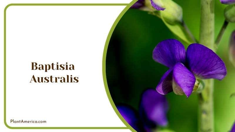 Stately Beauty of Baptisia Australis Plant America Stately Beauty of Baptisia Australis Plant America