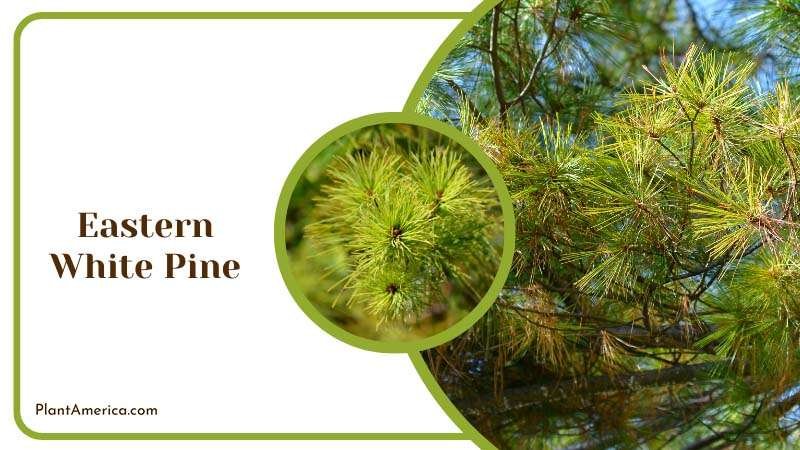 Stately Eastern White Pine Plant America 1