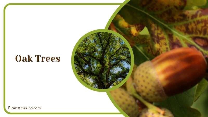 Stately Oak Trees Plant America