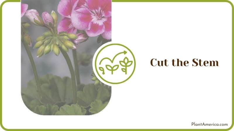 Stem Cut of Geraniums Plant America