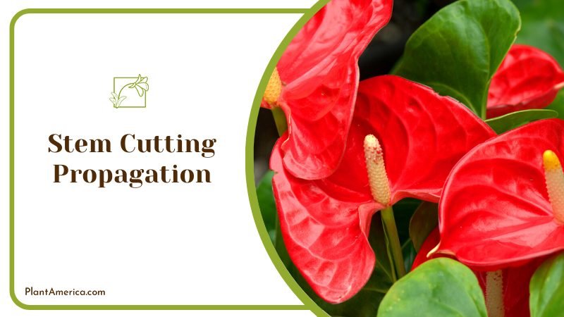 Stem Cutting Propagation Method ~ PlantAmerica