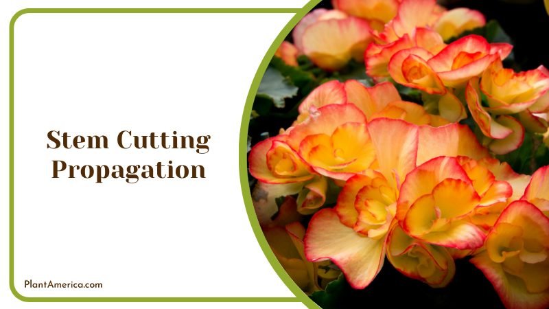 Stem Cutting Propagation ~ PlantAmerica