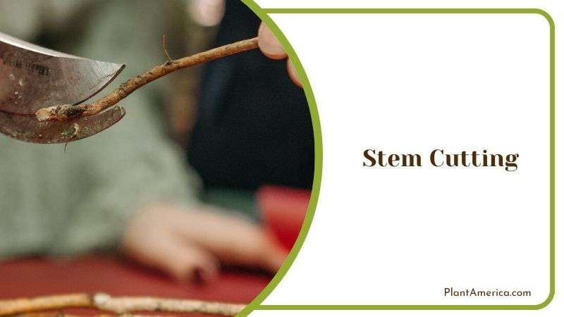 Stem Cutting Propagation of Cereus Plant America Stem Cutting Propagation of Cereus Plant America