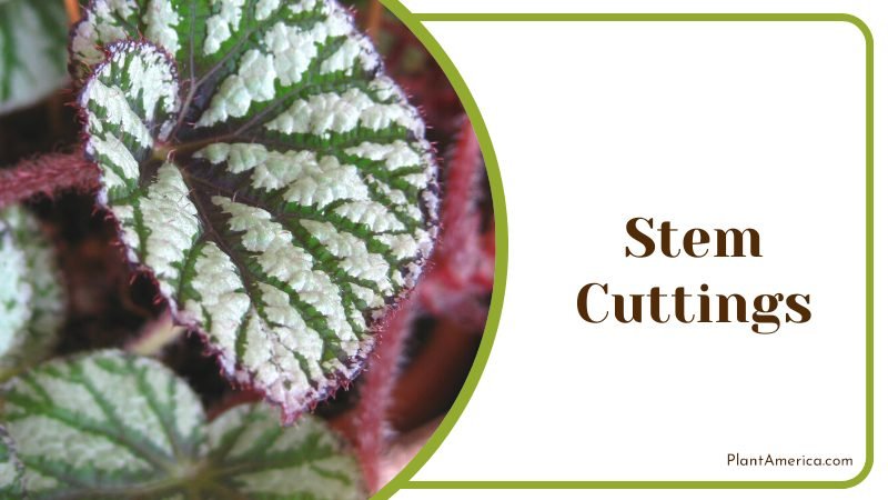 Stem Cuttings Propagation in the Soil ~ PlantAmerica