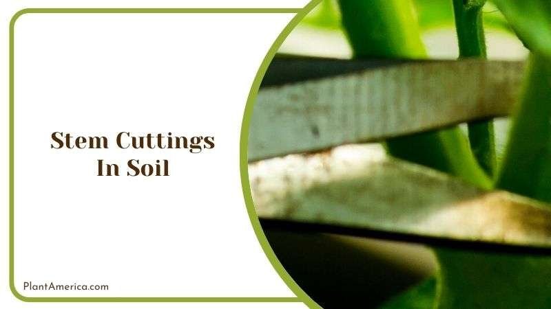 Stem Cuttings in Soil ~ Plant America