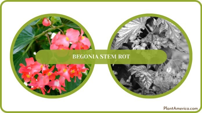 Begonia Stem Rot: The Different Causes and Their Prevention - Plant America