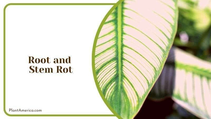 Stem Rot in Anthurium Compact ~ Plant America