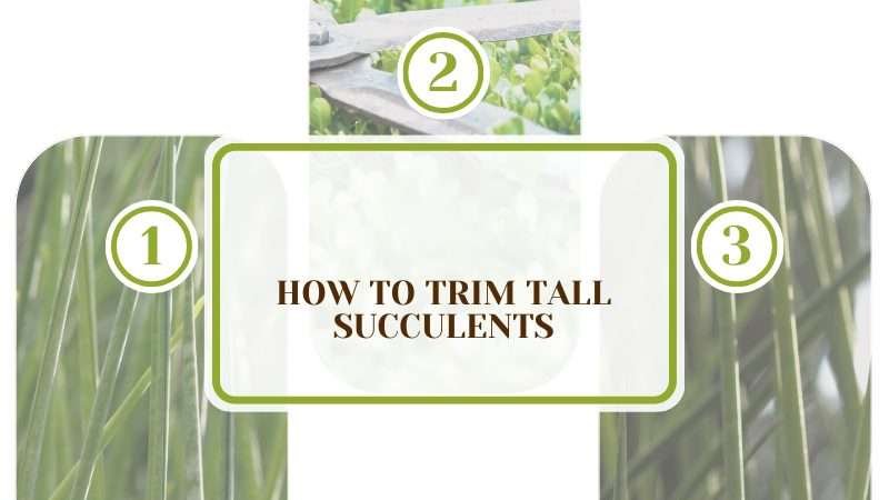 Step by Step Guide of Trimmming Tall Succulents Plant America How To Trim Tall Succulents: An Easy Step-by-Step Guide