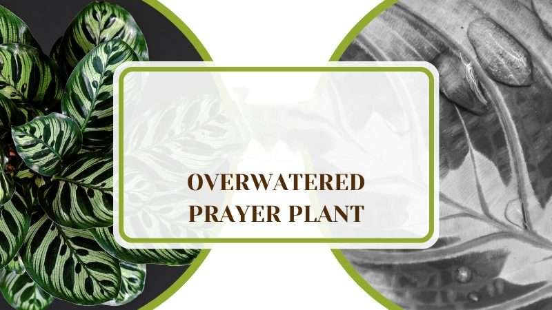Steps to Revive Overwatered Prayer Plant Plant America Overwatered Prayer Plant: Steps to Revive This Plant