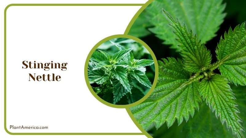 Stinging Nettle Herb Plant America