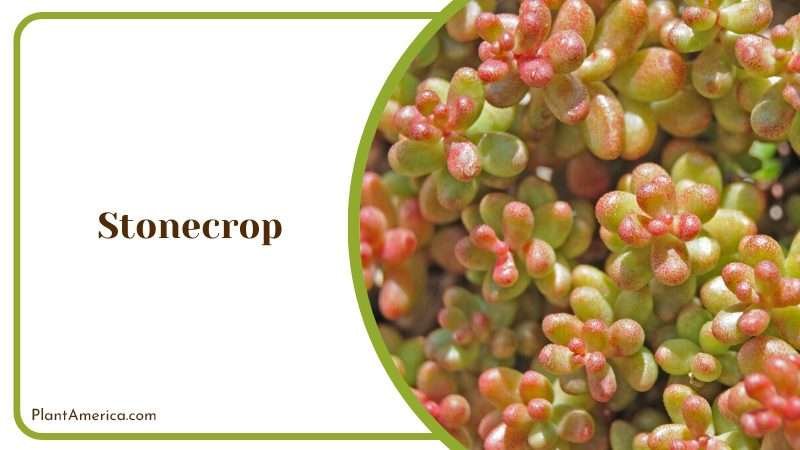 Stonecrop shares the characteristics of echinacea PlantAmerica