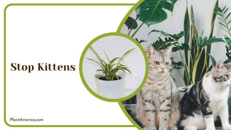 Stop Kittens From Playing With the Plants PlantAmerica 1
