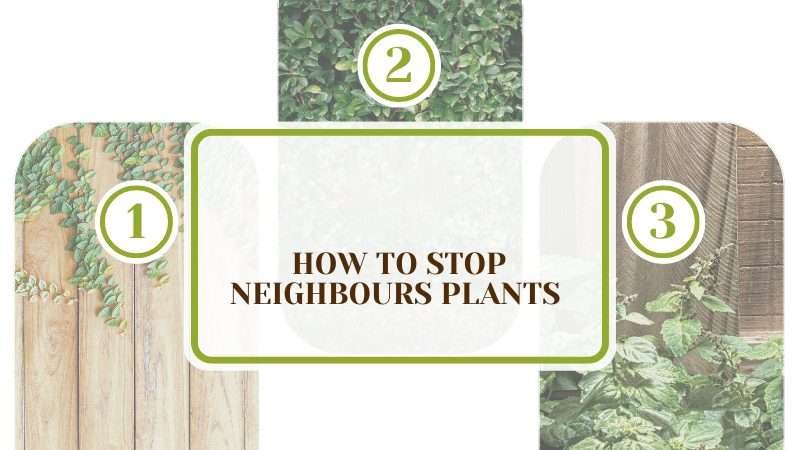 Stop Neighbours Plants Growing Through Fence Plant America How To Stop Neighbours Plants Growing Through Fence: A Guide