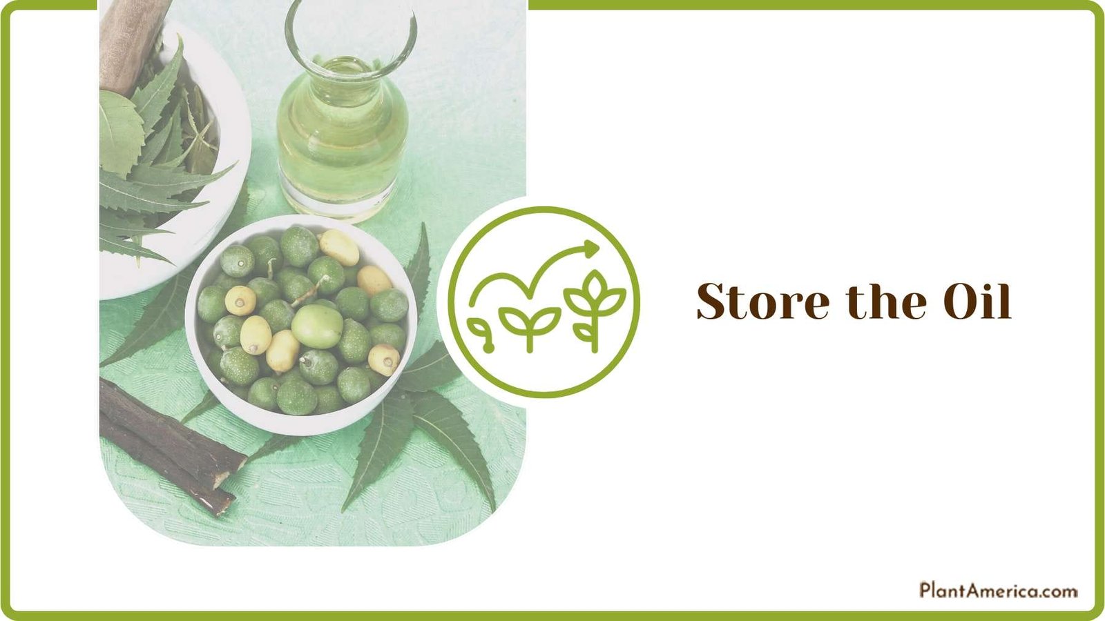 Storing Neem Oil Plant America