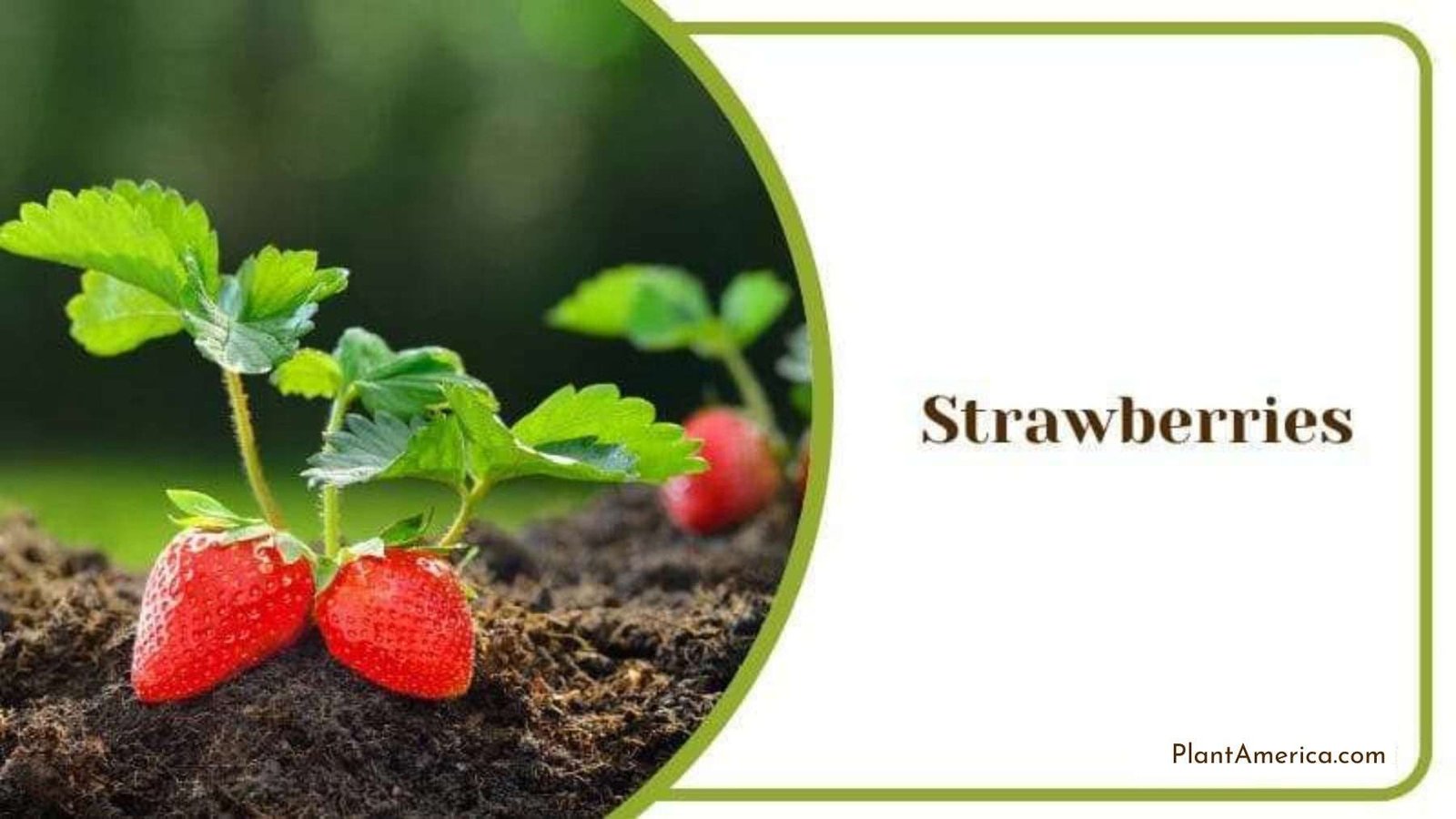 Strawberries Growth in Soil Plant America