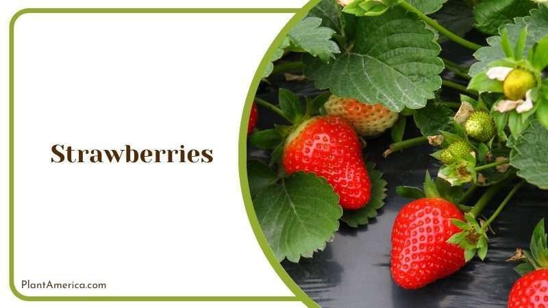 Strawberries Plant Plant America