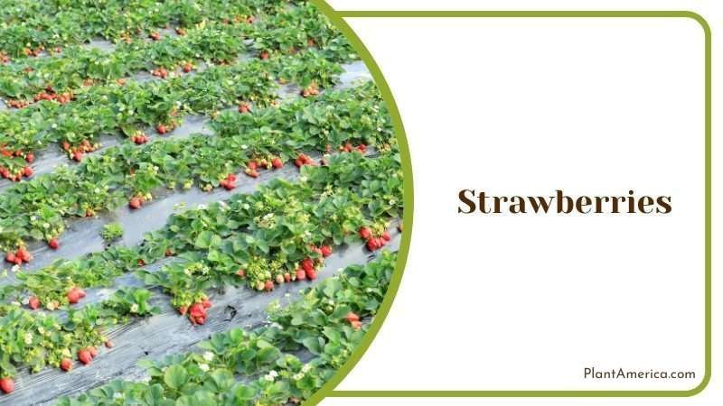 Strawberry Fruit Plant America