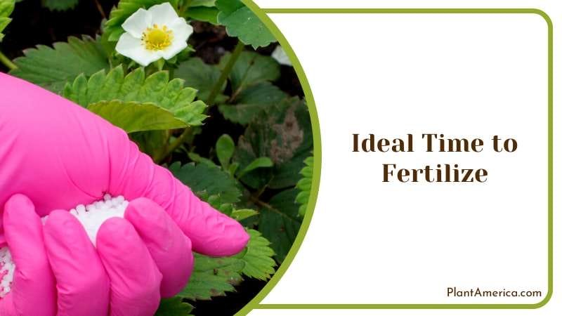 Strawberry Plant Fertilization Plant America Strawberry Plant Fertilization Plant America