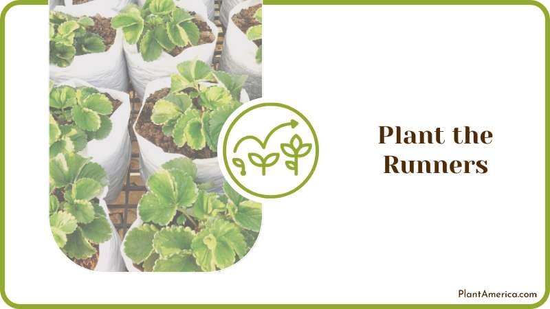 Strawberry Plants in Vegetable Beds Plant America