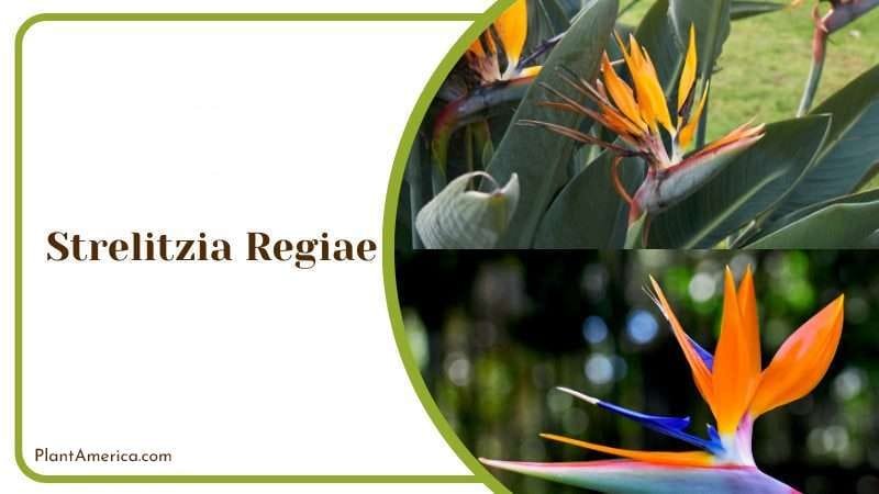 Strelitzia regiae PlantAmerica