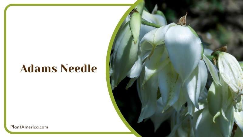 Striking Adams Needle Yucca Plant America