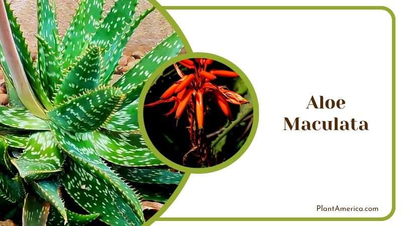 Striking Aloe Maculata
