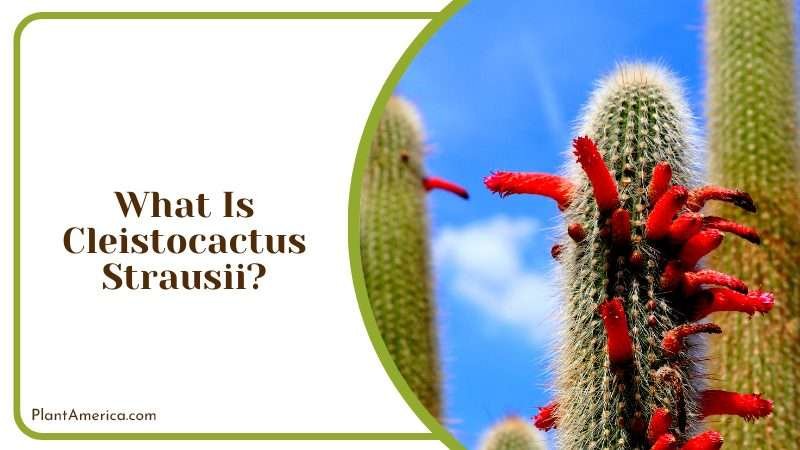 Striking Beauty of Cleistocactus Strausii Plant America