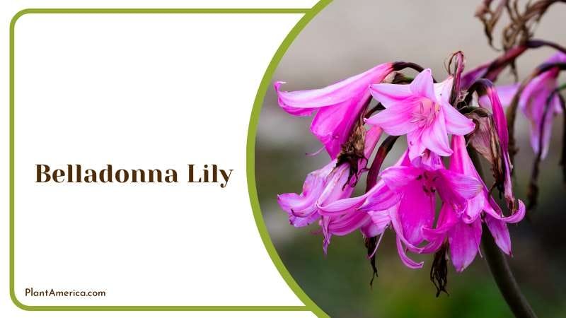 Striking Belladonna Lily Flower Plant America